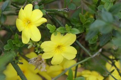 Jasminum mesnyi